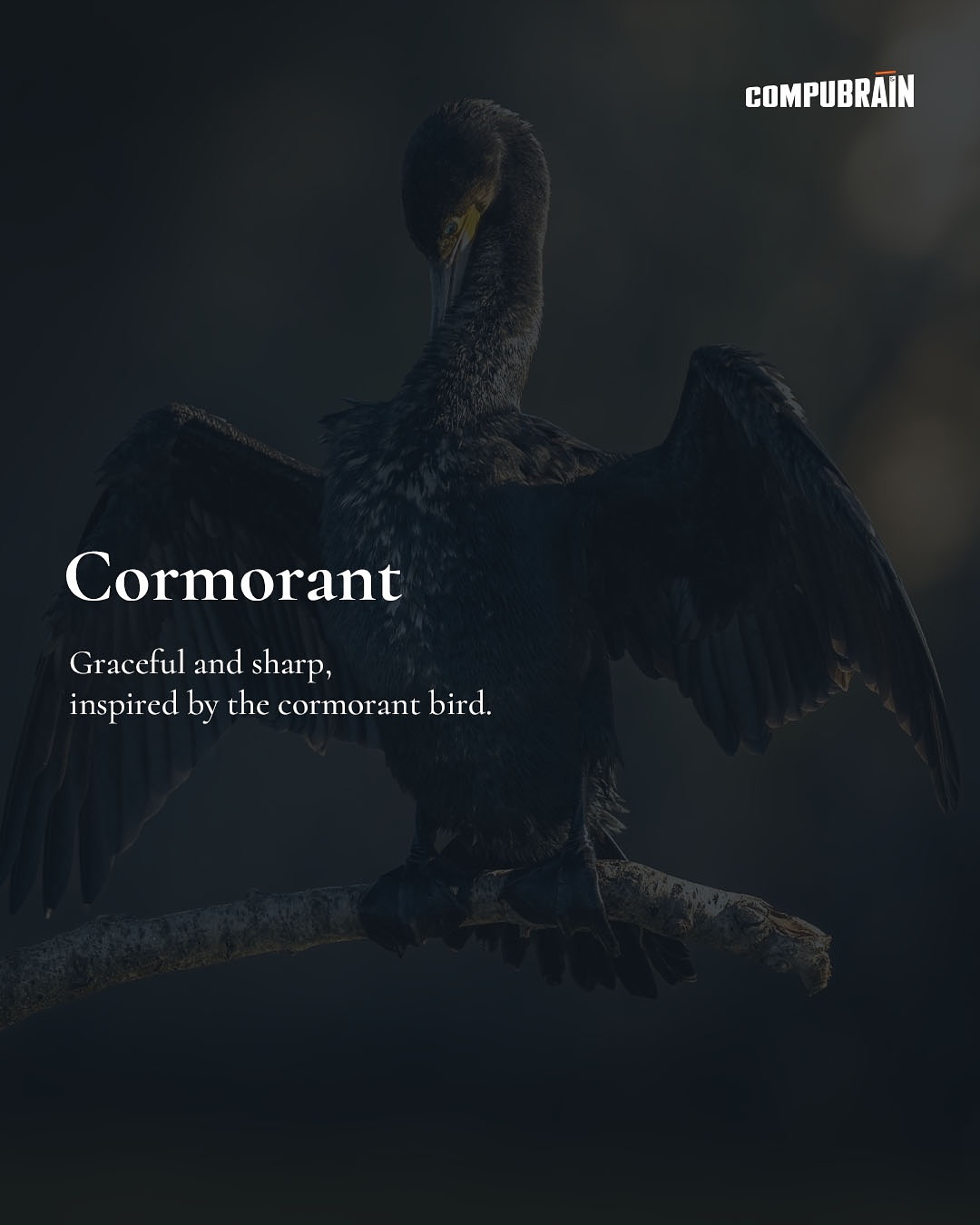 CompuBrain, Social Media 2.0, Best Social Media Agency, Website Designing Company Ahmedabad, Web Designing Agency Surat, Search Engine Optimization Baroda, Social Media Marketing, Digital Media Agency Rajkot, Technology Consultancy Mumbai, Internet Reputation Management in Gujarat, Hosting Services India